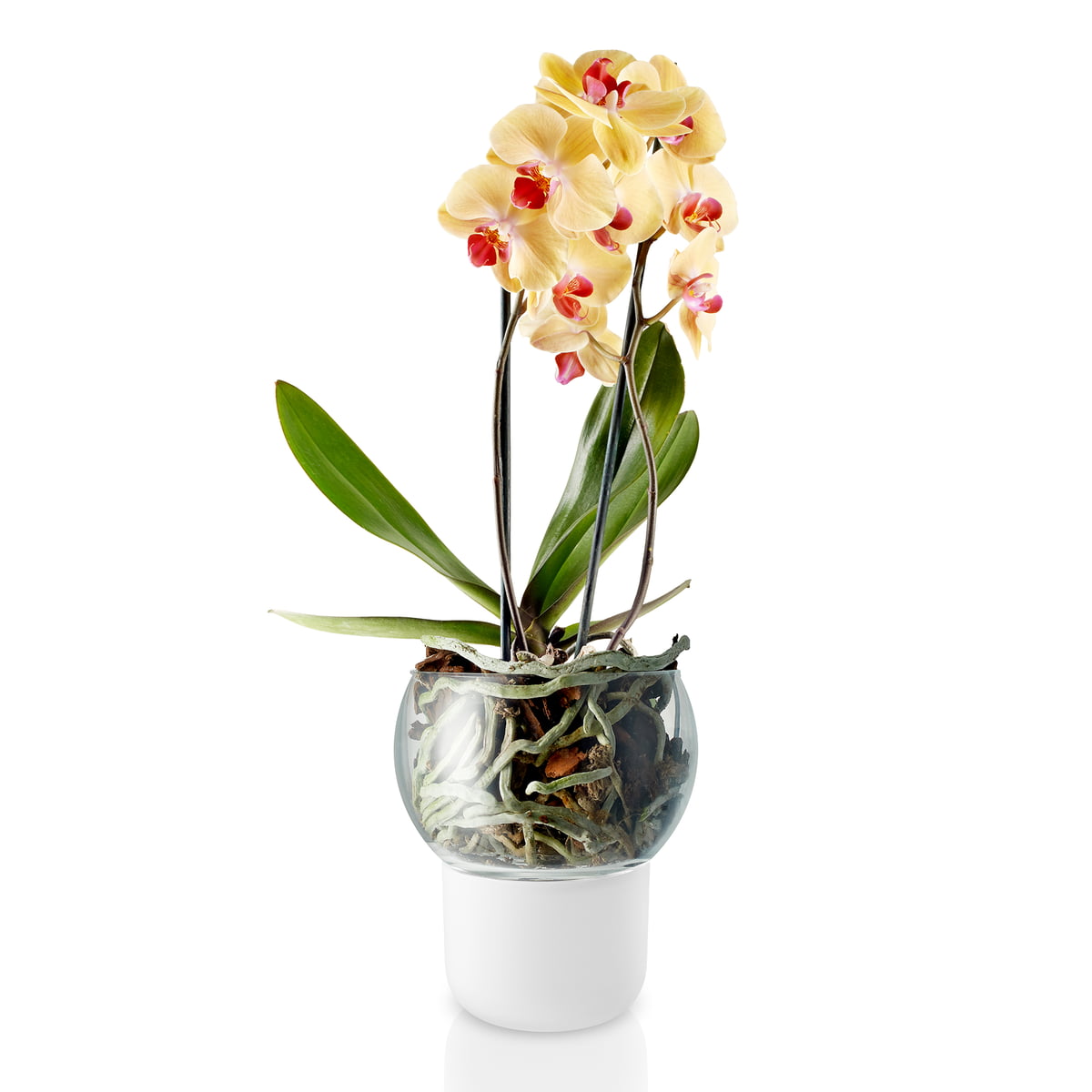 plannen huiswerk maken Mount Bank Eva Solo - Zelfborende pot voor orchideeën | Connox