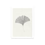 The Poster Club - Ginkgo Leaf door Ana Frois, 50 x 70 cm
