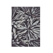 IXXI - Polaroïden uit Saint Laurent (Lemholt)