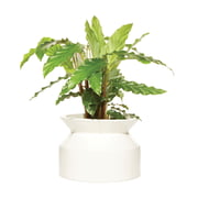 Boskke - Spoel plantenpot
