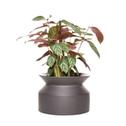 Boskke - Spoel plantenpot