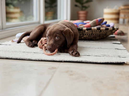 Otto touwspeeltje voor honden van OYOY ZOO