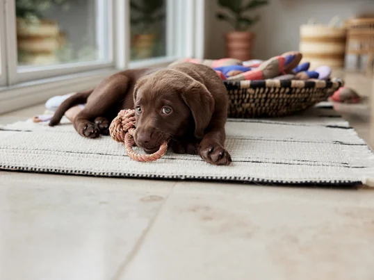 Otto touwspeeltje voor honden van OYOY ZOO
