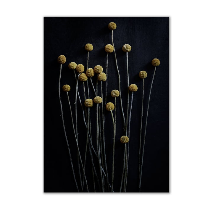 Papier Collectief - Stilleven 01 (gele drumstick), 50 x 70 cm