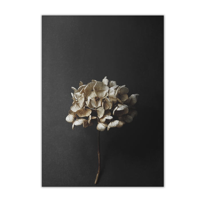 Papier Collectief - Stilleven 04 (Hydrangea), 50 x 70 cm