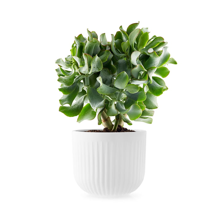 Legio Nova planter Ø 15,5 cm van Eva Trio in wit