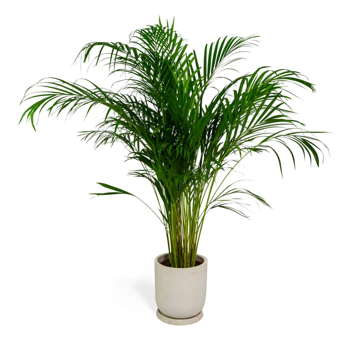 De plantenbak met schotel uit de Collection met palmboom