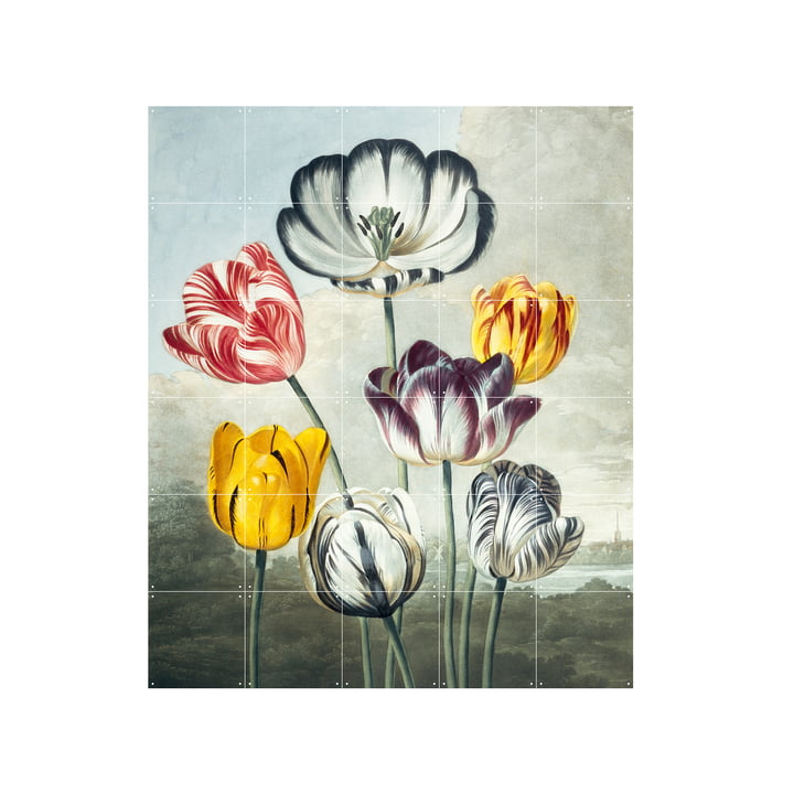 Tulpen muurschildering 100 x 120 cm van IXXI