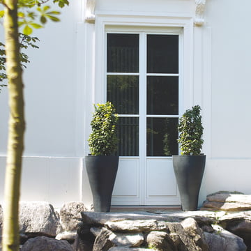 Amei - De kegelvormige planter, XXL