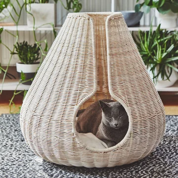 Perla Kattengrot van MiaCara