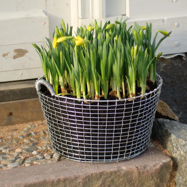 Klassieke 35 draadmand als plantenpot 