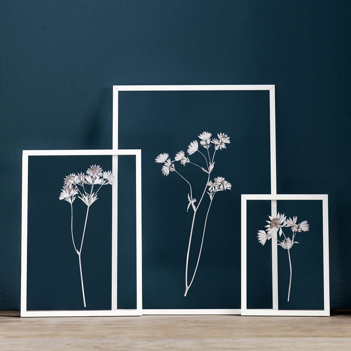 Frame Moebe Fotolijst van wit met gedroogde bloemen