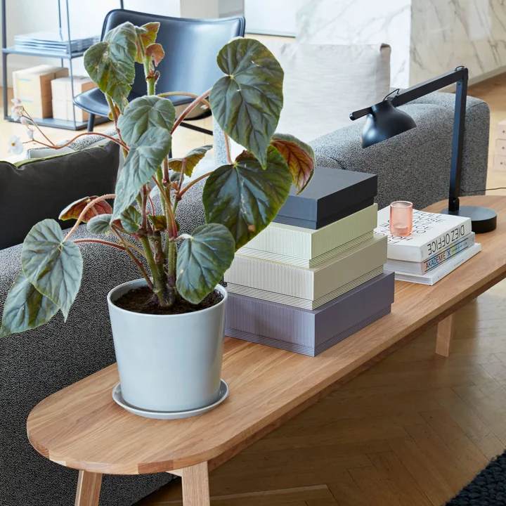 Botanical Family, PC Tafellamp en Box Desktop door HAY