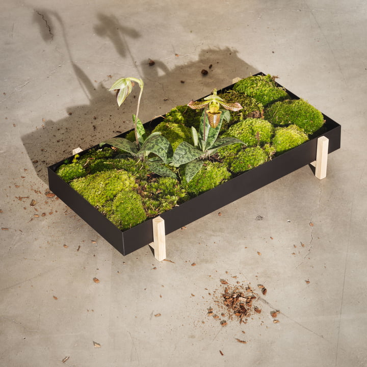 Botanic Tray van Design House Stockholm in essen / zwart