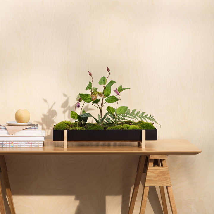 Botanic Tray van Design House Stockholm in essen / zwart