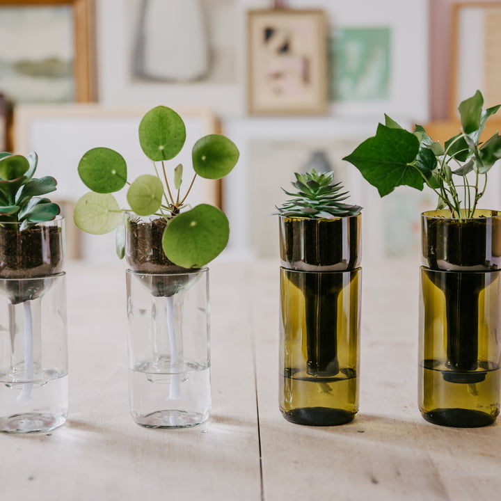 De verschillende Self Watering Bottle bloempotten van naast elkaar met kleine plantjes