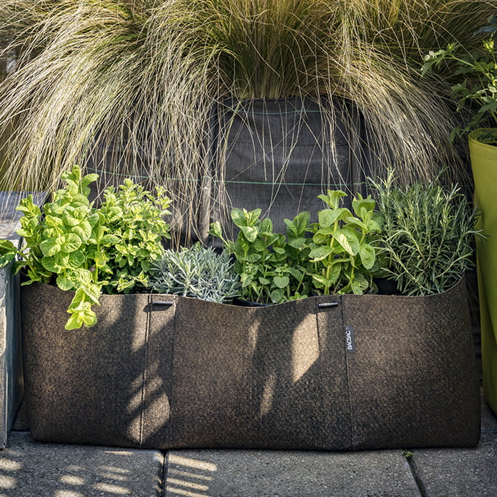 Stijlvolle beplanting op het terras met Bacsac