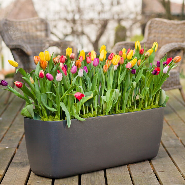 De langwerpige Osaka bloempot van Eternit met tulpen