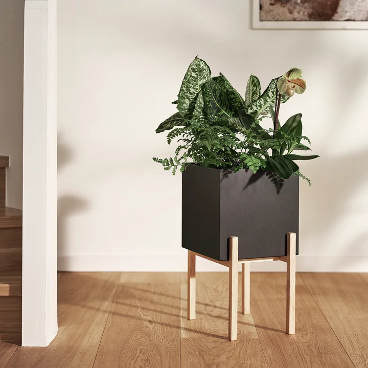 De hoog contrasterende Botanic Pedestal Pot van Design House Stockholm