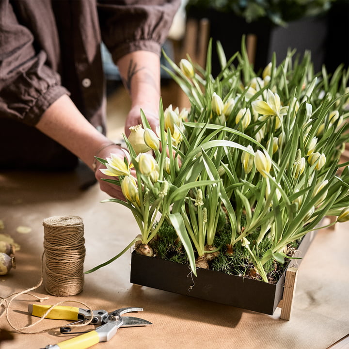 De Botanic Tray van Design House Stockholm met een zee van tulpen