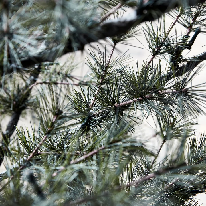 Pin Kerstboom van House Doctor