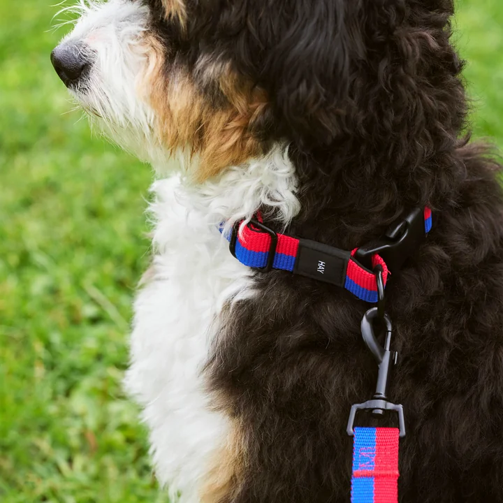 Dogs Hondenhalsband, M/L rood/blauw van HAY