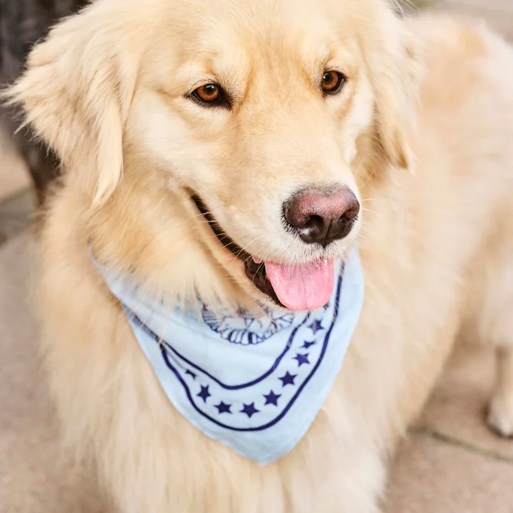 Dogs Hondenhanddoek 55 x 55 cm, lichtblauw van HAY