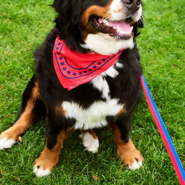 Dogs Hondenhanddoek 55 x 55 cm, rood van HAY
