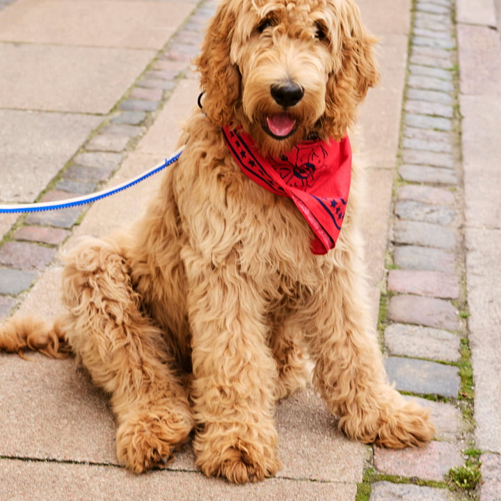 Dogs Hondenhanddoek 55 x 55 cm, rood van Hay