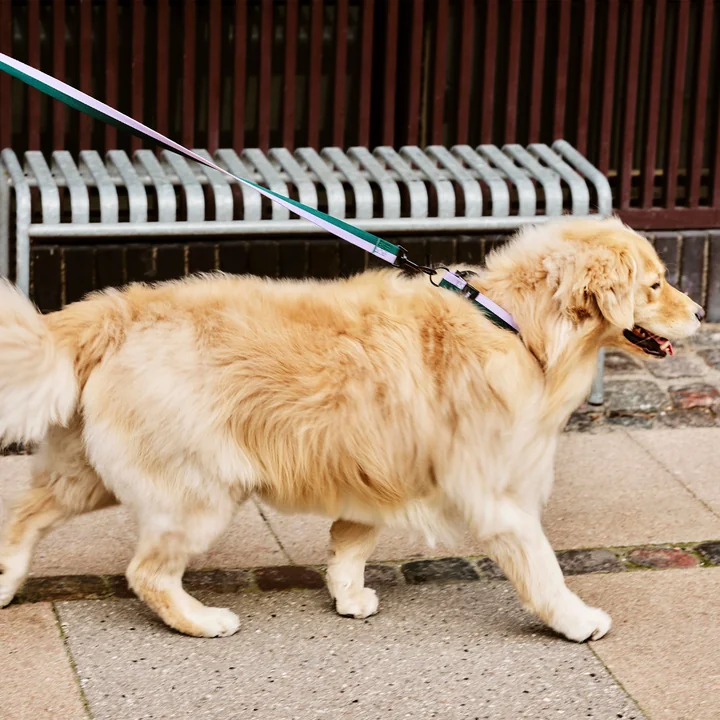 HAY - Dogs Hondenriem, M/L lavendel/groen