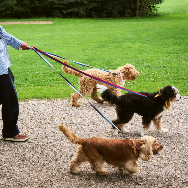 HAY - Dogs Hondenriemen