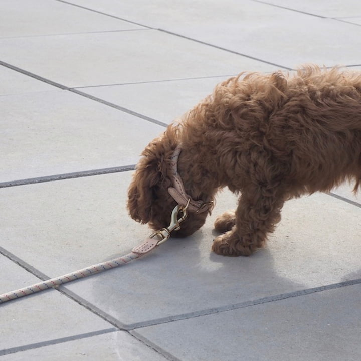 OYOY ZOO - Perry Halsband voor honden