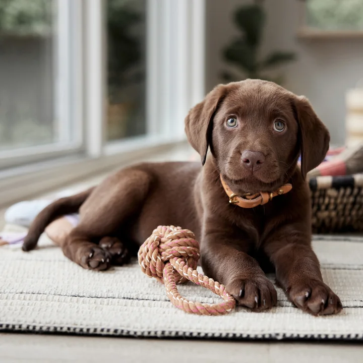 OYOY Otto ZOO - Touwenspeeltje voor honden