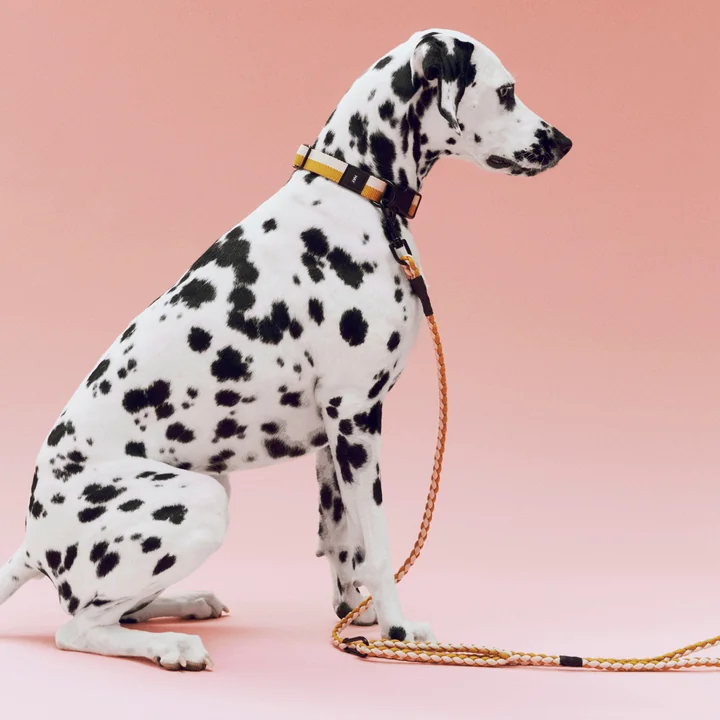 HAY - Dogs Halsband, M/L, gevlochten hondenriem, gebroken wit/oker