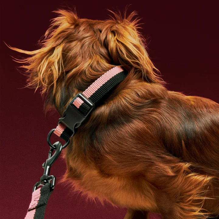 HAY - Dogs Halsband voor honden, S/M, roze / zwart