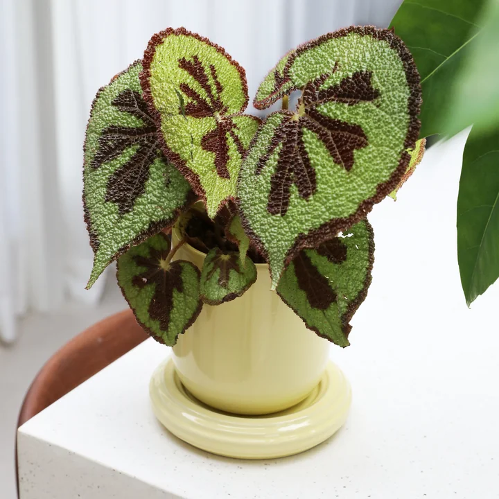 & klevering Churros - Bloempot, Ø 14,5 x 15 cm, boter