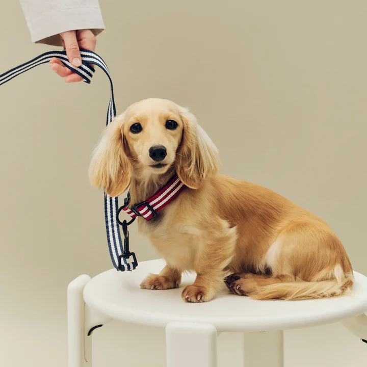 HAY - Dogs Hondenriem, S/M, blauw/wit gestreept