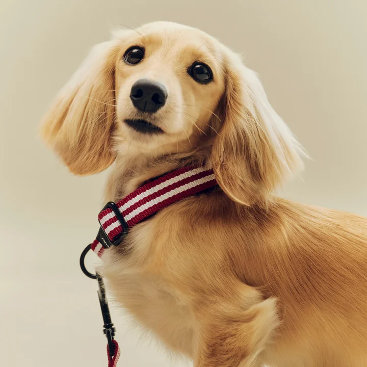 HAY - Dogs Halsband, S/M, rood/wit gestreept